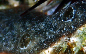 Black Overgrowing Tunicate - Didemnum vandersti