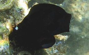 Black Sea Squirt (tunicate) - Phallusia nigra