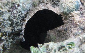 Black Sea Squirt (tunicate) - Phallusia nigra