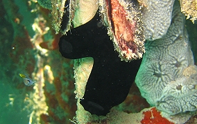 Black Sea Squirt (tunicate) - Phallusia nigra