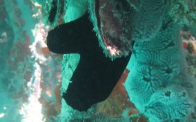 Black Sea Squirt (tunicate) - Phallusia nigra