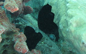 Black Sea Squirt (tunicate) - Phallusia nigra