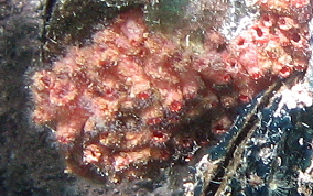 Bleeding Heart tunicate