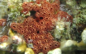 Button tunicate