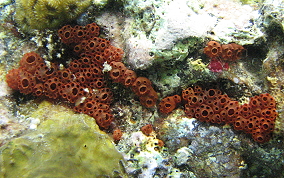 Button tunicate