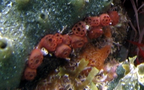 Button tunicate