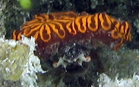 Flat Trunicats on Decorator Crab Flat tunicate