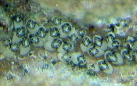 Encrusting Social tunicate