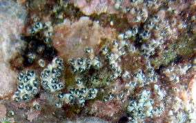 Encrusting Social tunicate