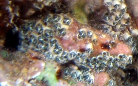 Encrusting Social tunicate