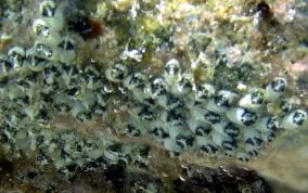 Encrusting Social tunicate