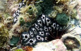 Geometric tunicate