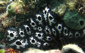 Geometric tunicate