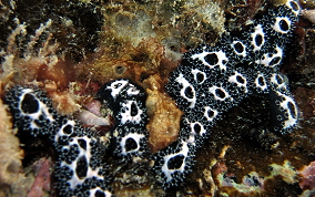 Geometric tunicate