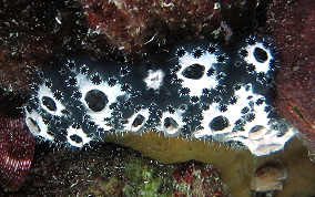 Geometric tunicate