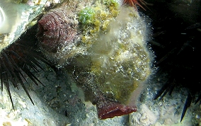 Giant tunicate