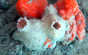 Giant tunicate