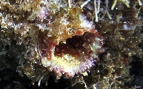 Giant tunicate