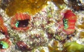 Giant tunicate