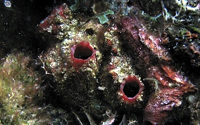 Giant tunicate