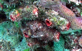 Giant tunicate