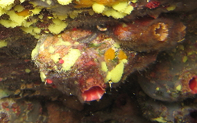 Giant tunicate