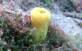 Green Tube tunicate