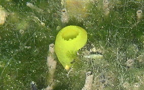 Green Tube tunicate