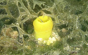 Green Tube tunicate