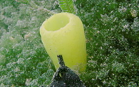 Green Tube tunicate