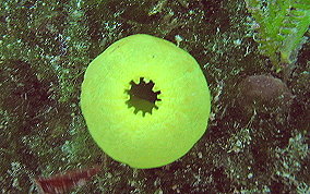 Green Tube tunicate