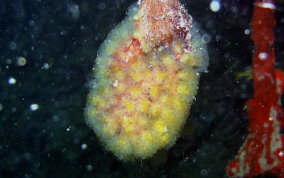 Mangrove tunicate