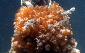 Mangrove tunicate