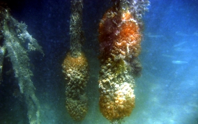 Mangrove tunicate