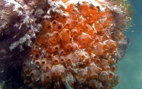 Mangrove tunicate