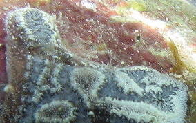 Mottled tunicate