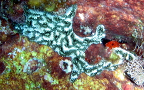 Mottled tunicate