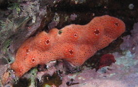 White Speck tunicate