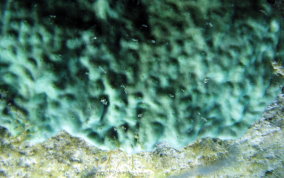 Overgrowing Mat tunicate