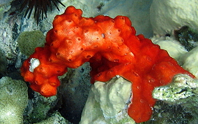 Overgrowing tunicates