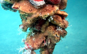 Overgrowing tunicates