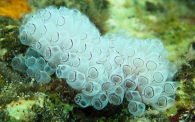 Painted tunicate