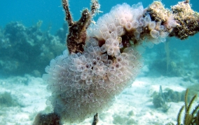 Painted tunicate