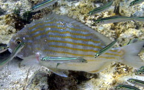 Sea Bream - Archosargus rhomboidalis 