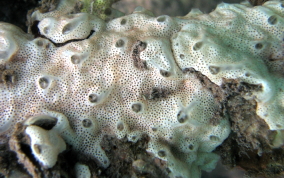 Overgrowing tunicates