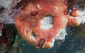 Overgrowing tunicates