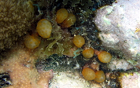 Strawberry tunicate