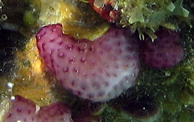 Strawberry tunicate