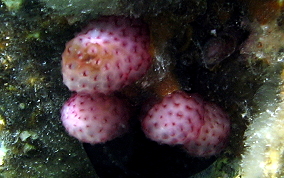 Strawberry tunicate