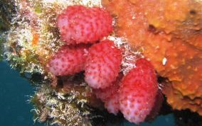 Strawberry tunicate